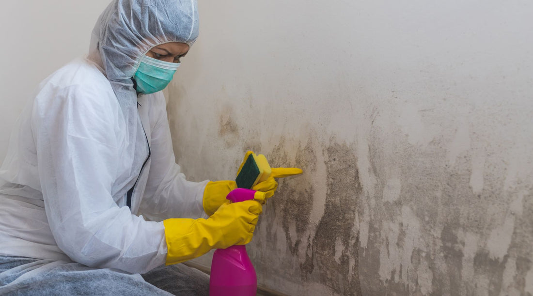 From Musty to Fresh: How to Detect and Get Rid of Mold and Odors Permanently - All Dry Parkland